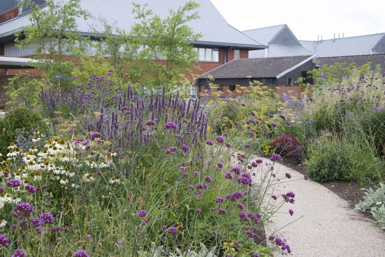 Вербена бонарская в ландшафтном дизайне