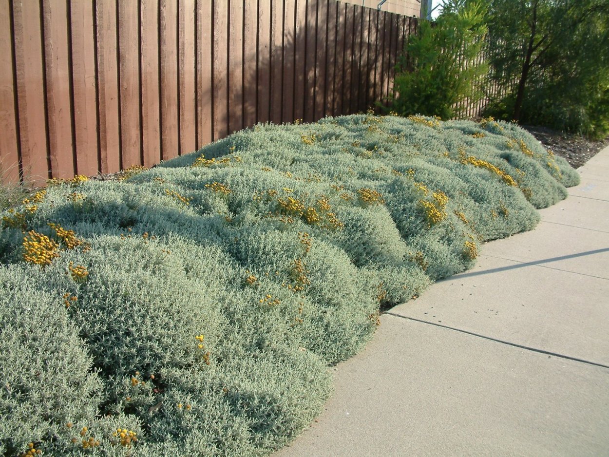 Сантолина кипарисовидная (сизая)