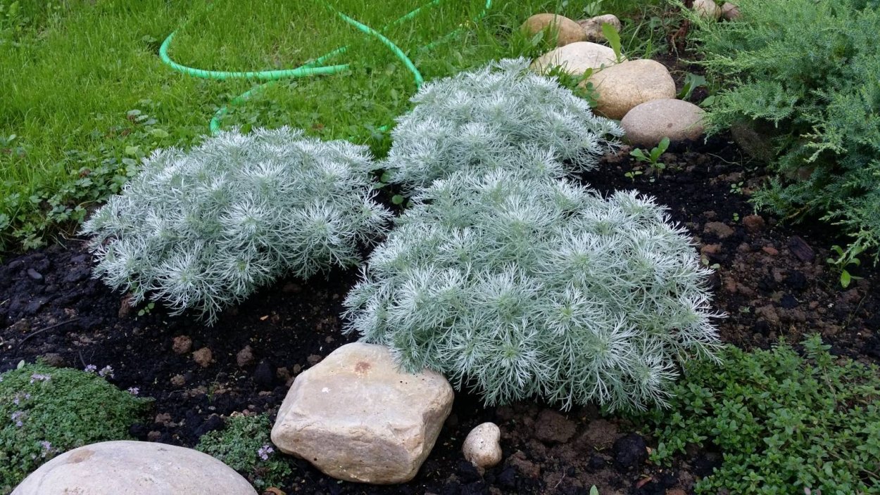 Полынь Шмидта Artemisia schmidtiana