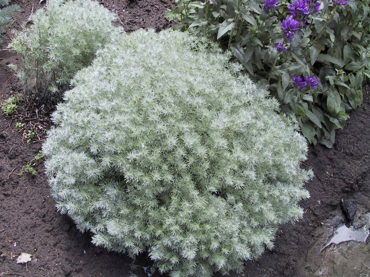 Полынь Шмидта Нана