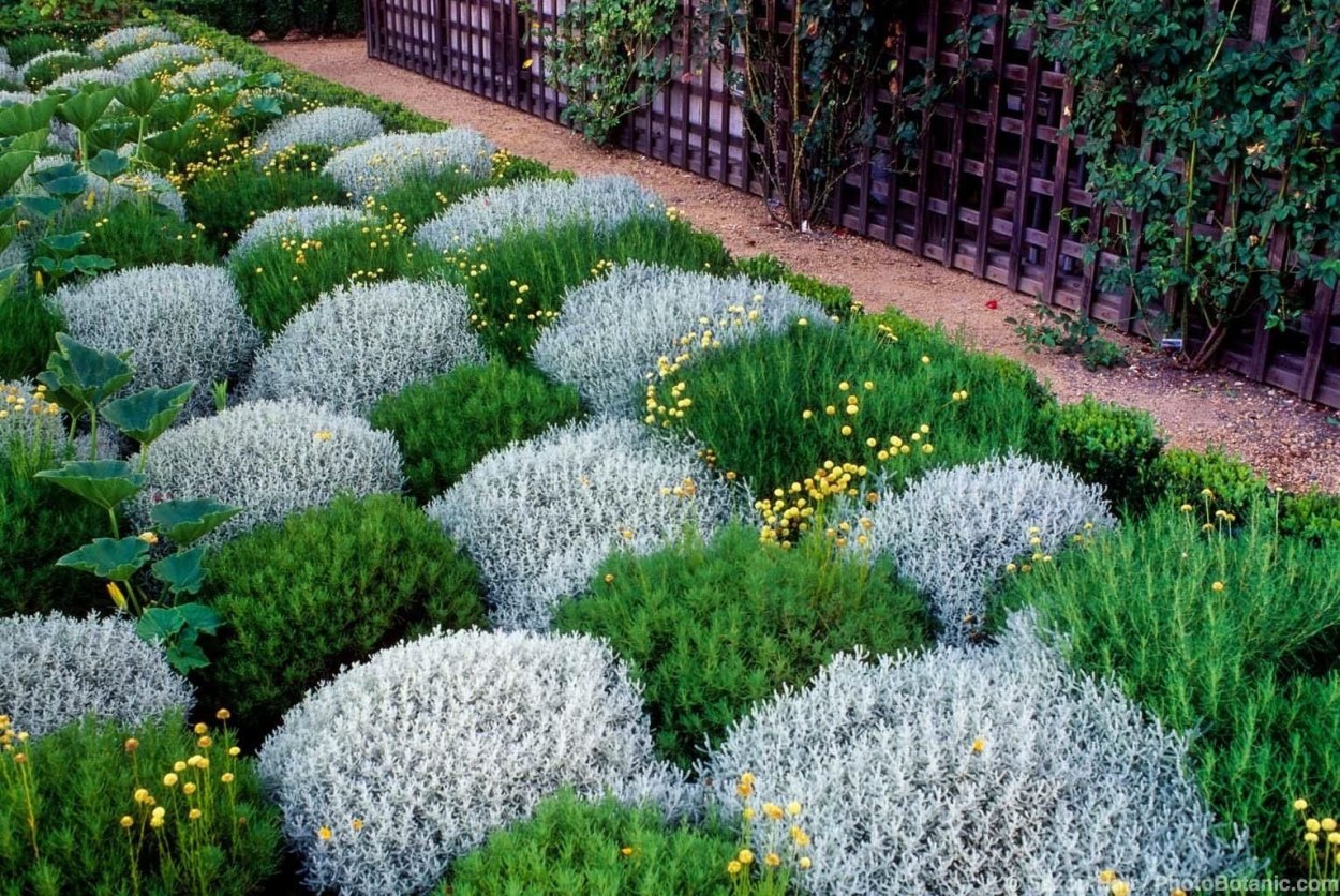 Многолетник сантолина