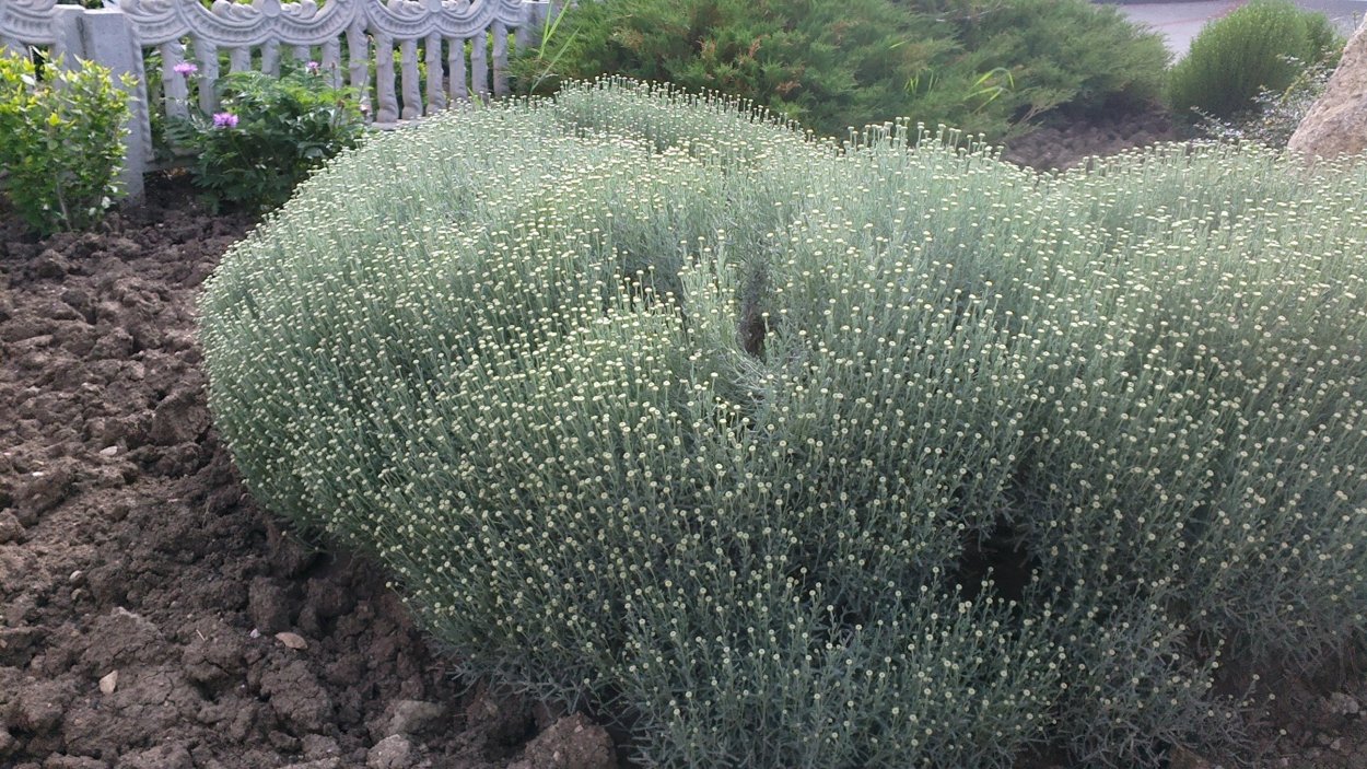 Санлина ипарисрвидная