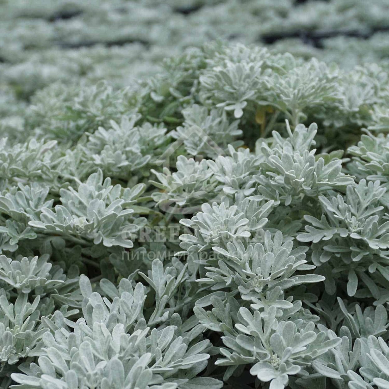 Полынь Стеллера Silver Brocade