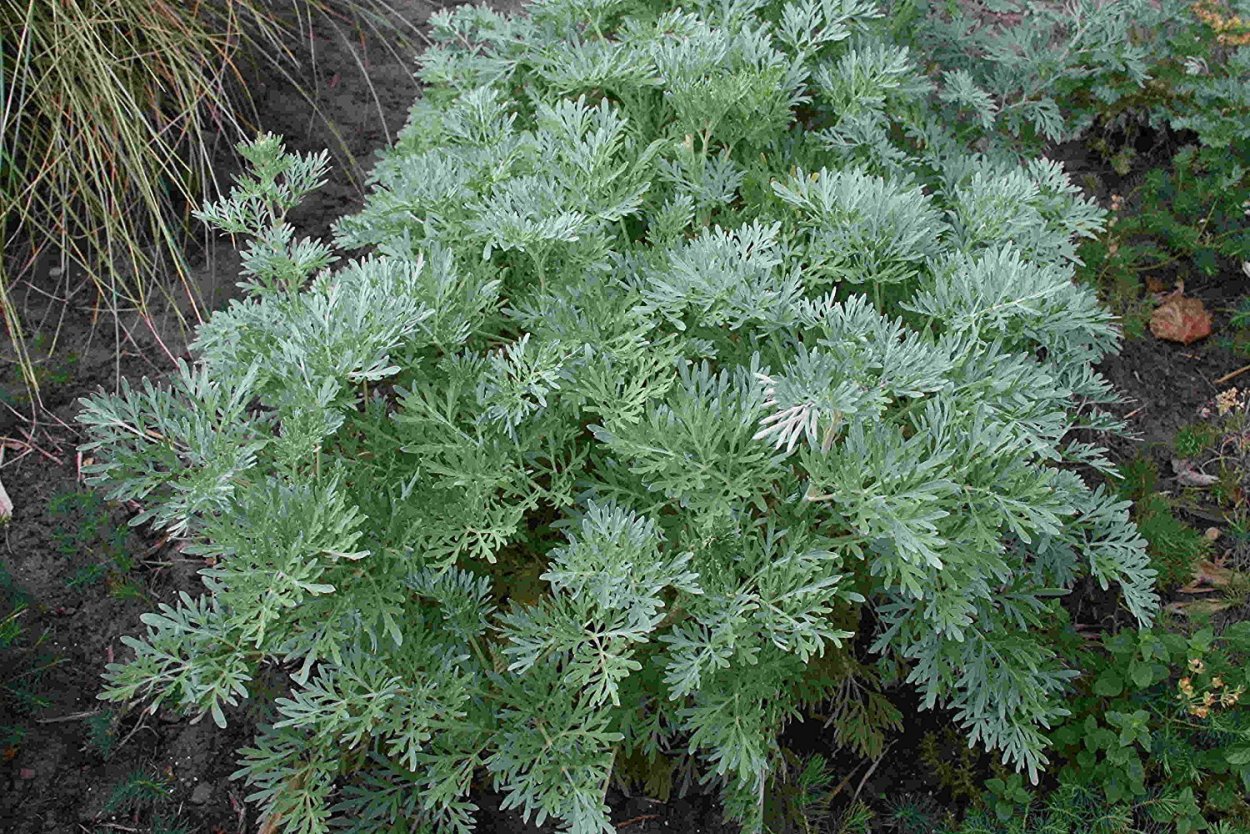 Полынь морская (Artemisia maritima)