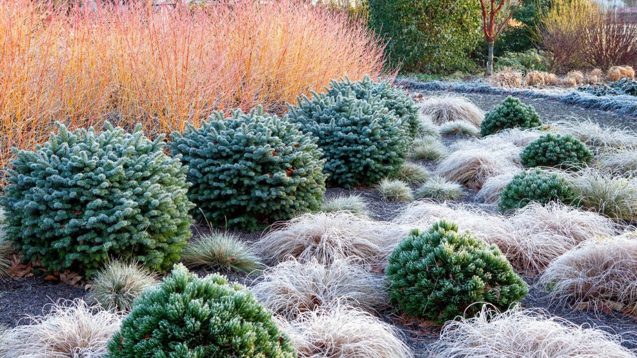 Овсяница сизая Sunrise