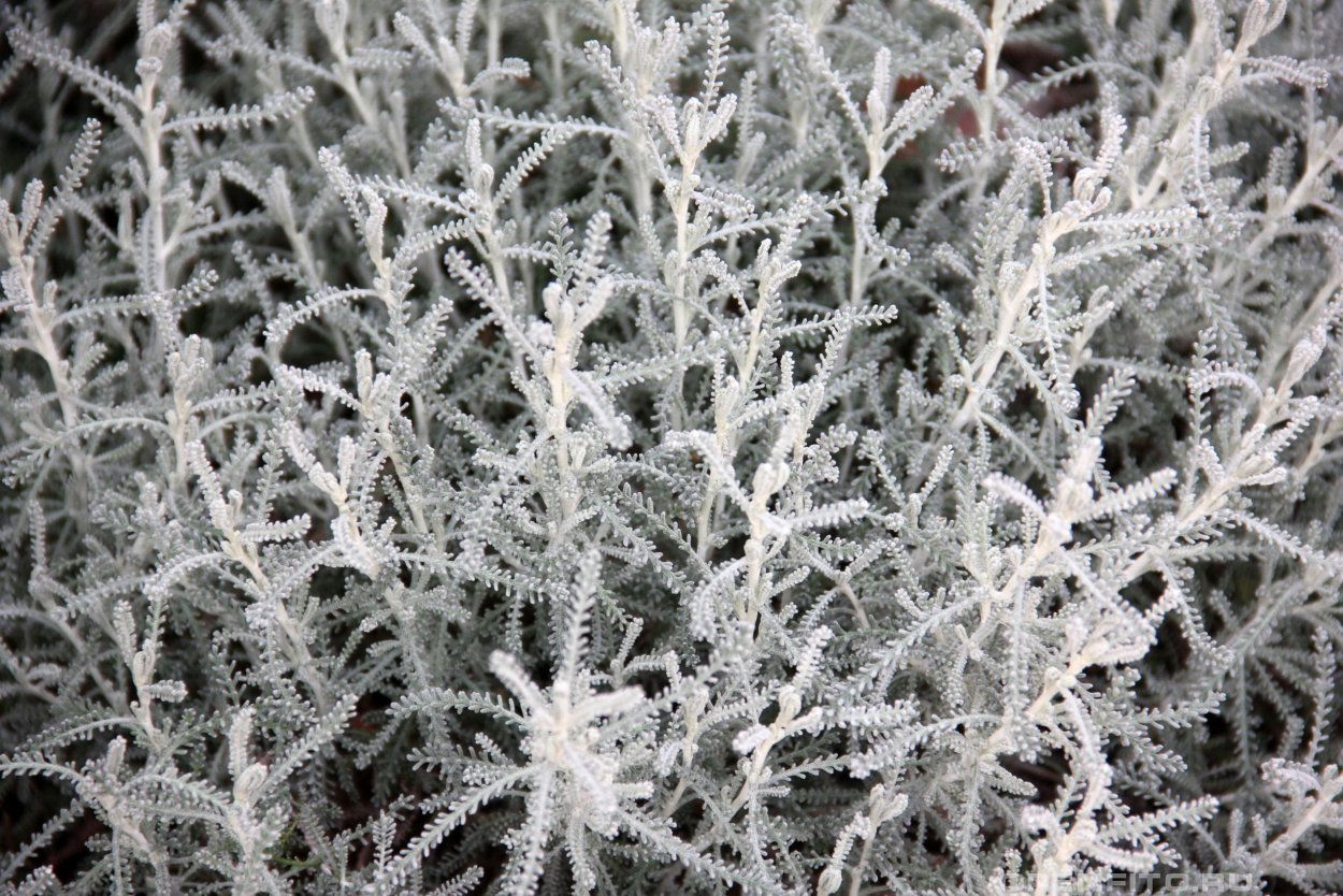 Сантолина кипарисовиковидная