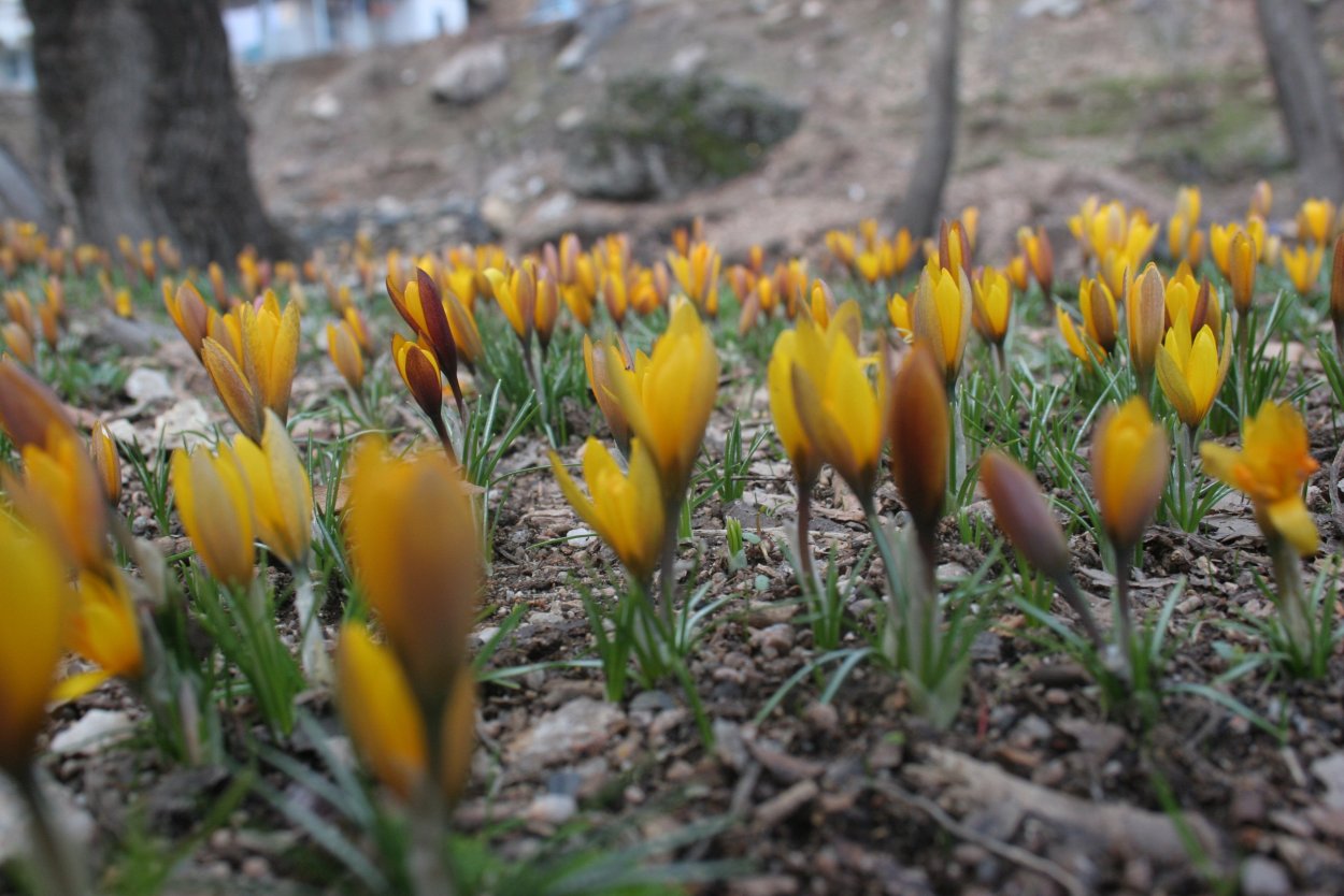 Шери Бойчечак