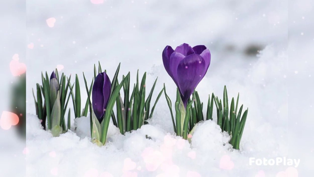 Цветы в снегу