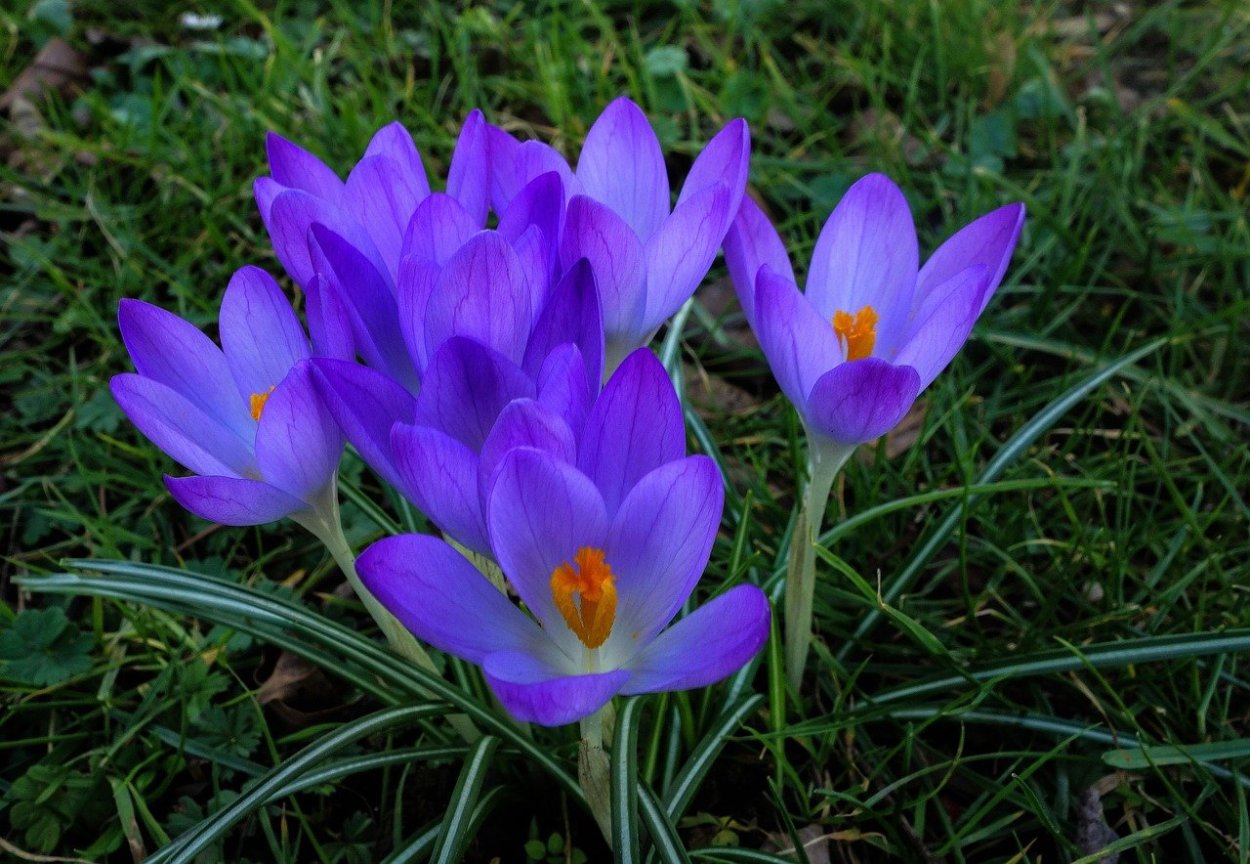 Крокус Королькова 10шт