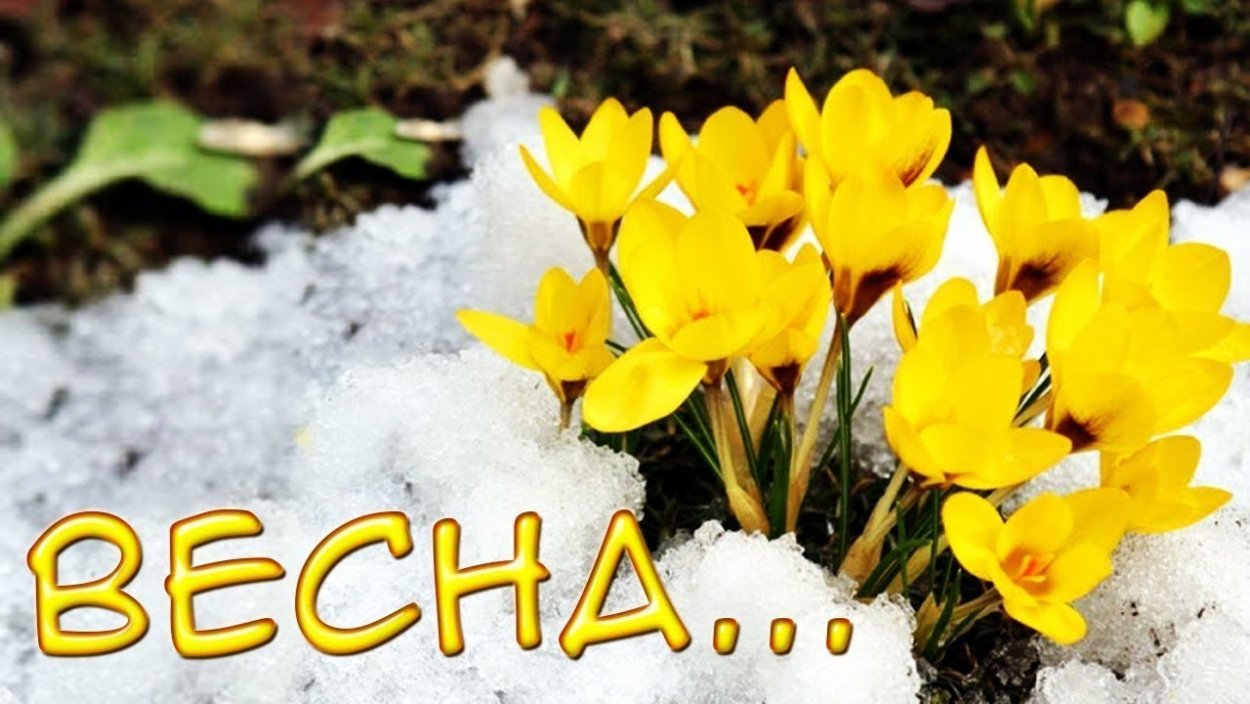 Пролеска желтая