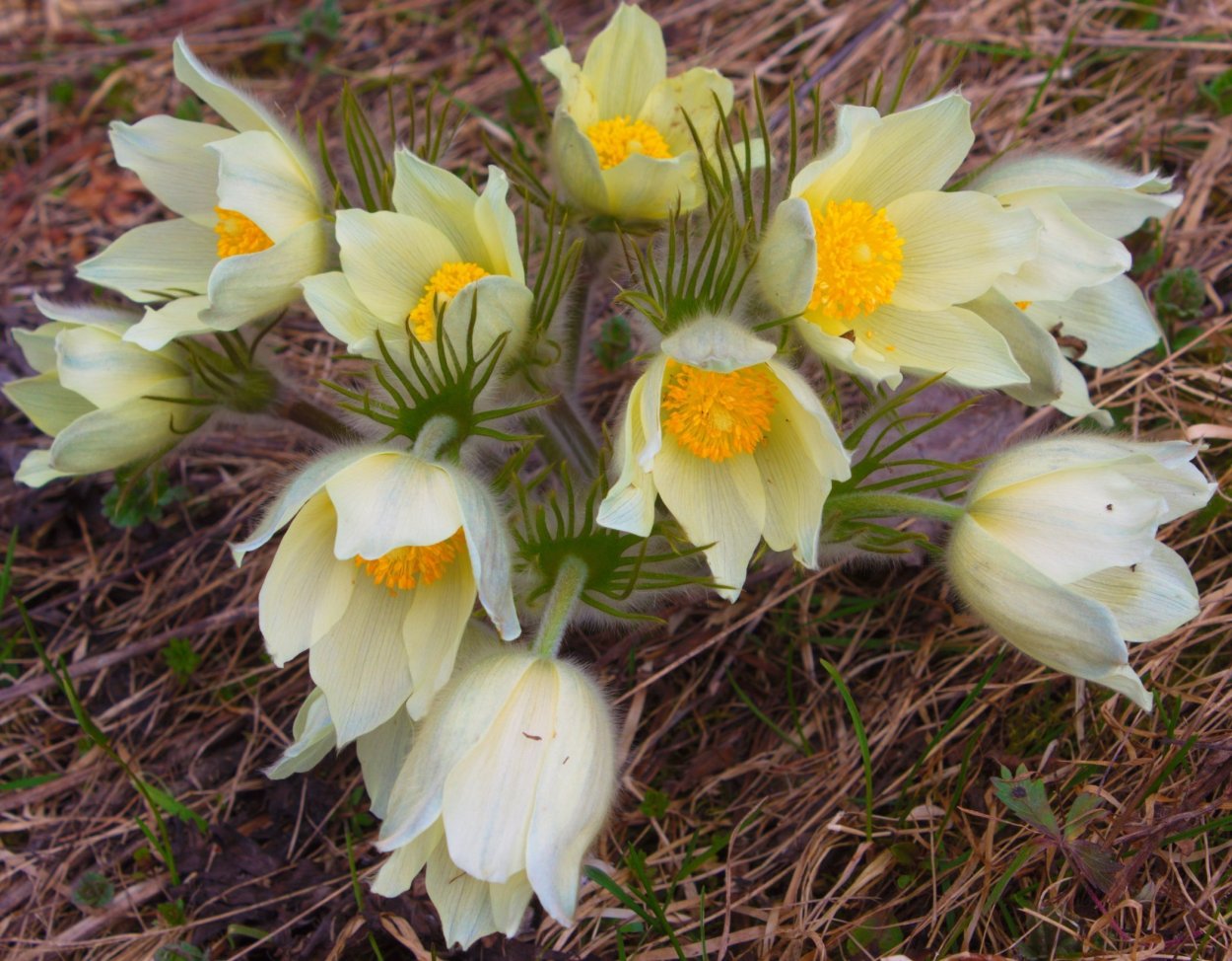 Прострел обыкновенный Прима