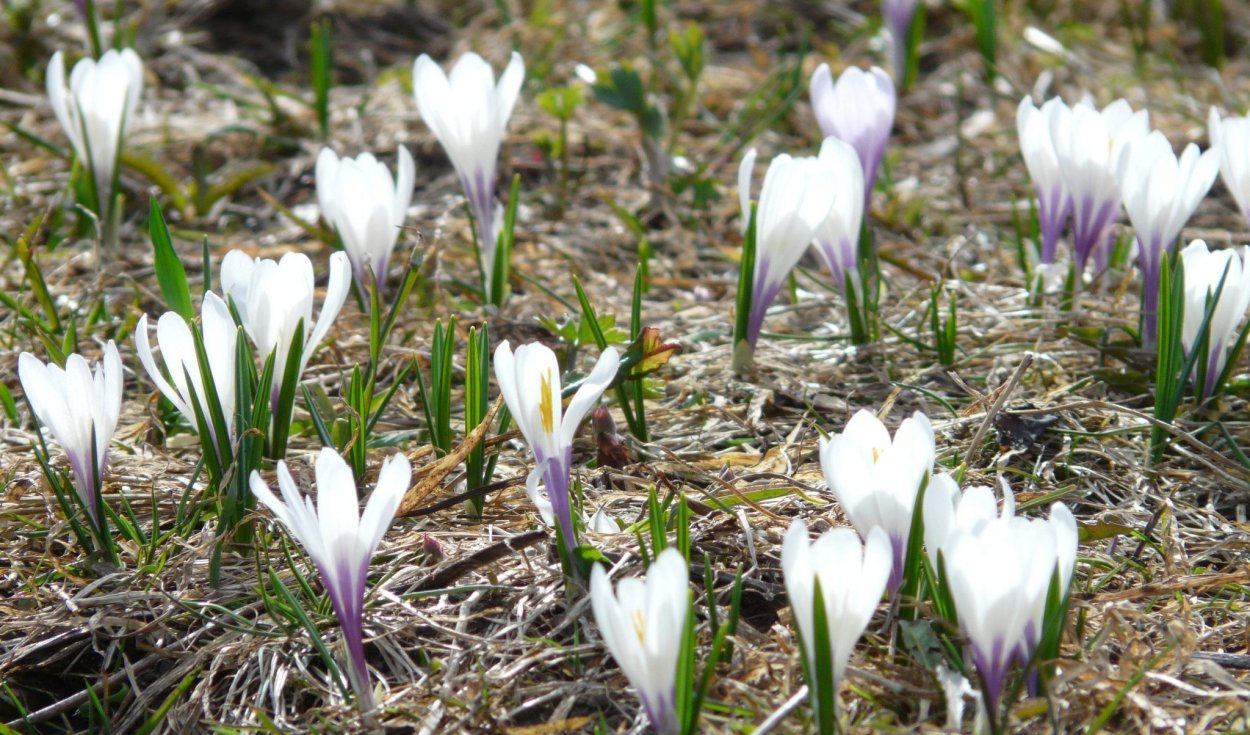 Бойчечак Гули