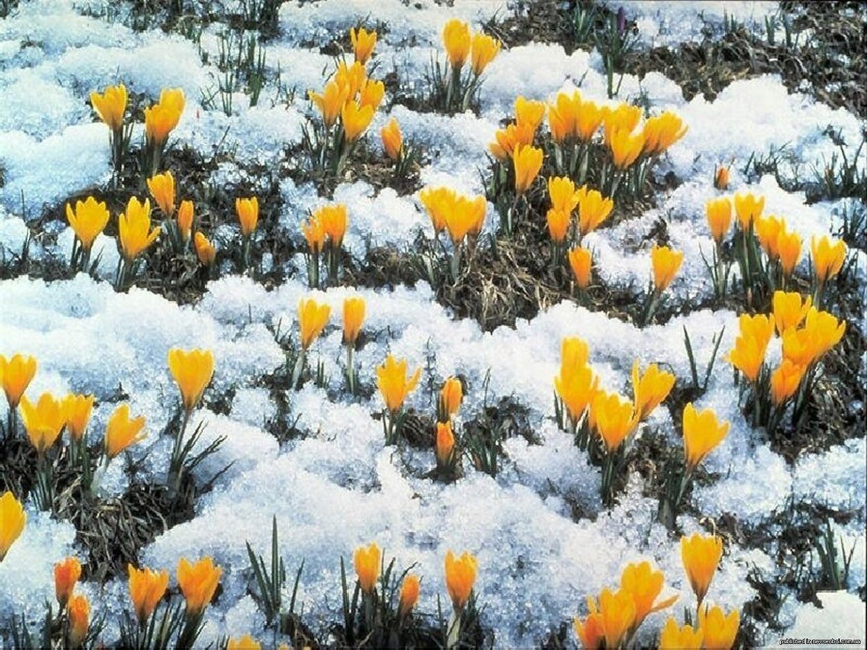 Ранняя Весна