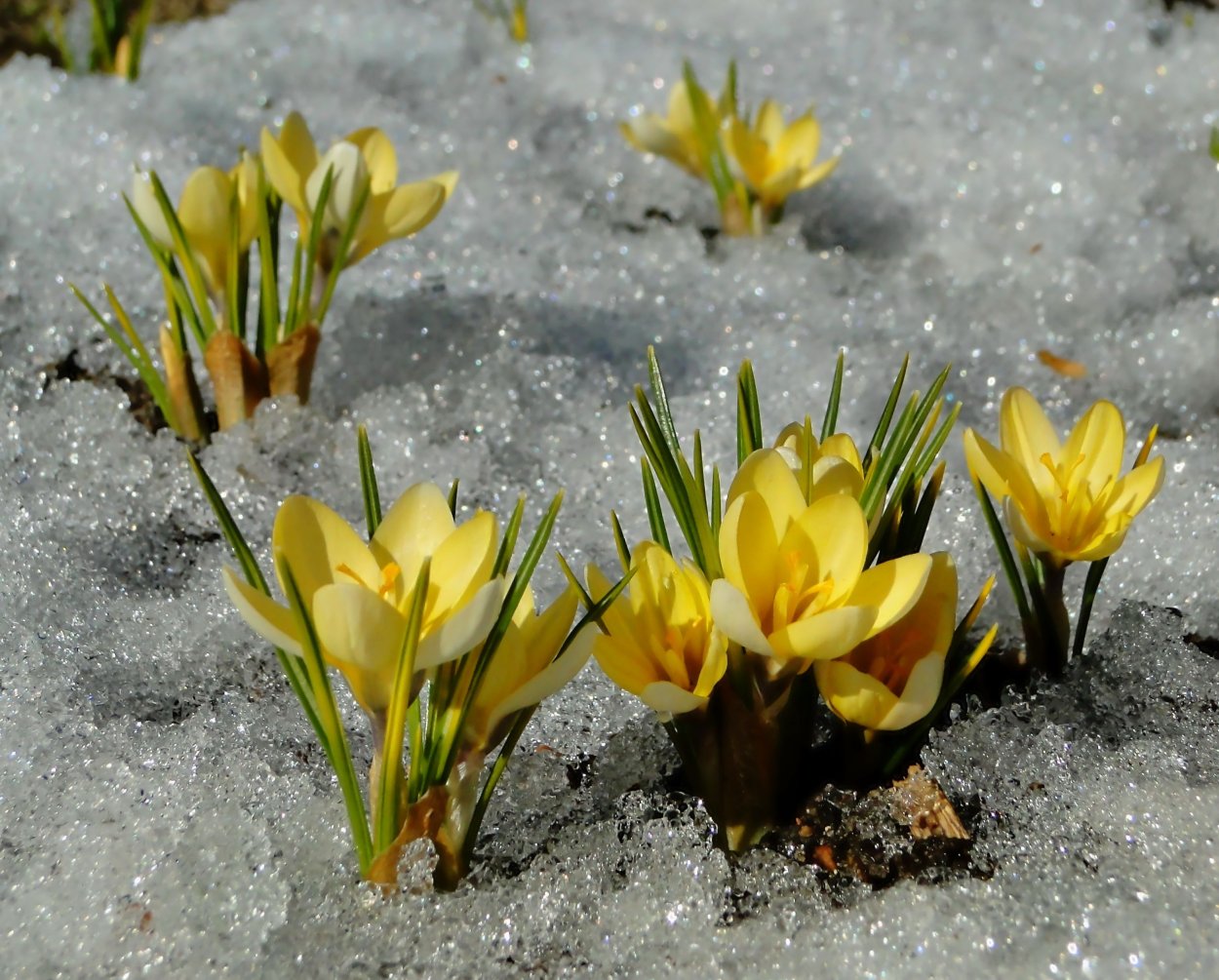 Золотой Подснежник