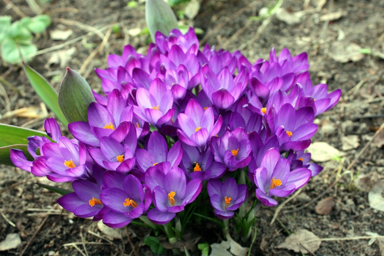 Первоцветы (подснежники, крокусы, гиацинты).