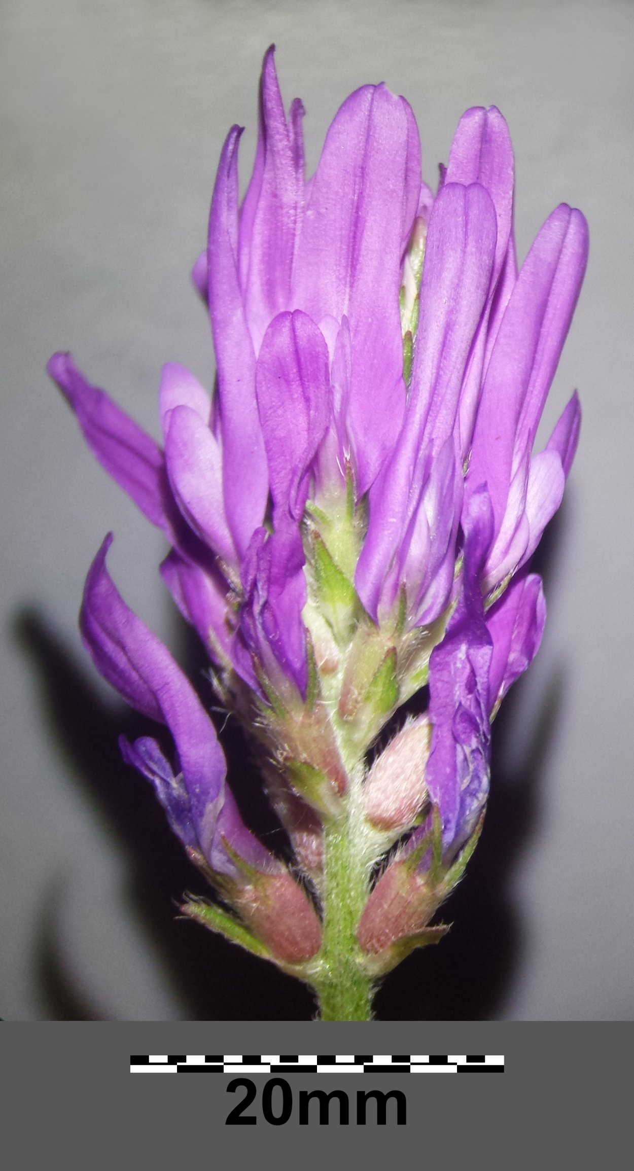 Астрагал колючковый