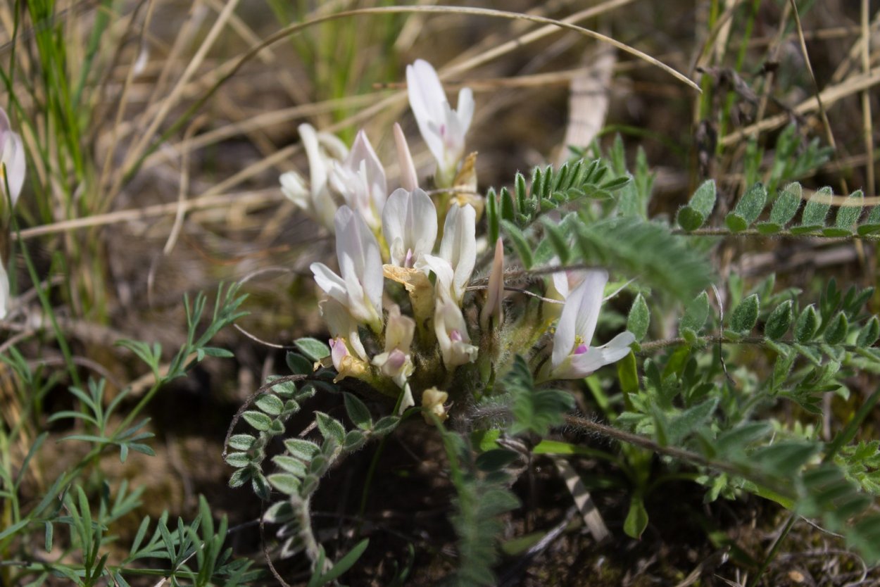 Астрагал эспарцетовый