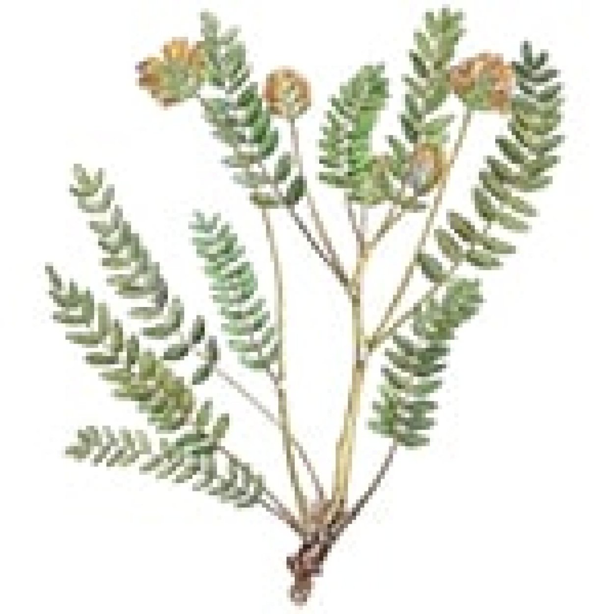 Астрагал пушистоцветковый Astragalus pubiflorus DC. Гербарий