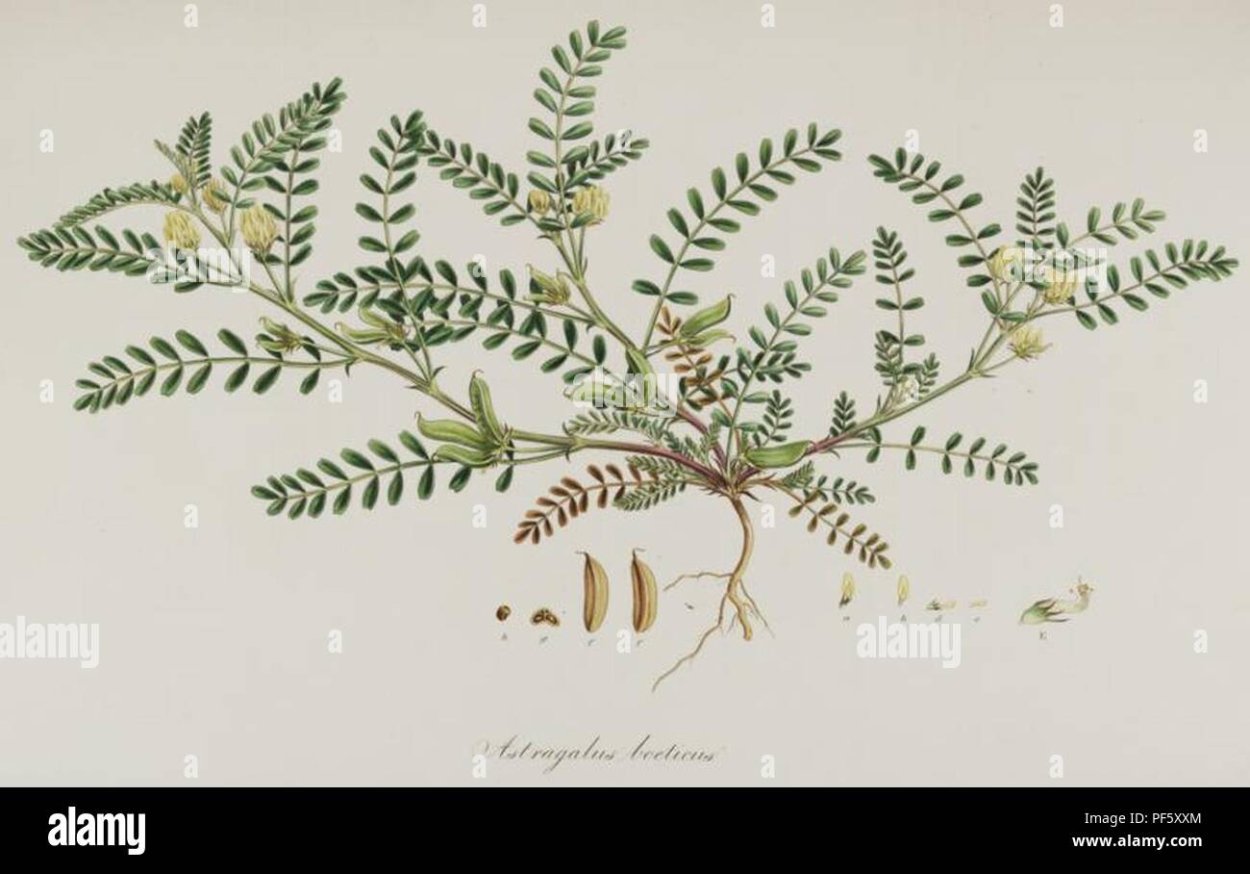 Астрагала шерстистоцветкового гербарий