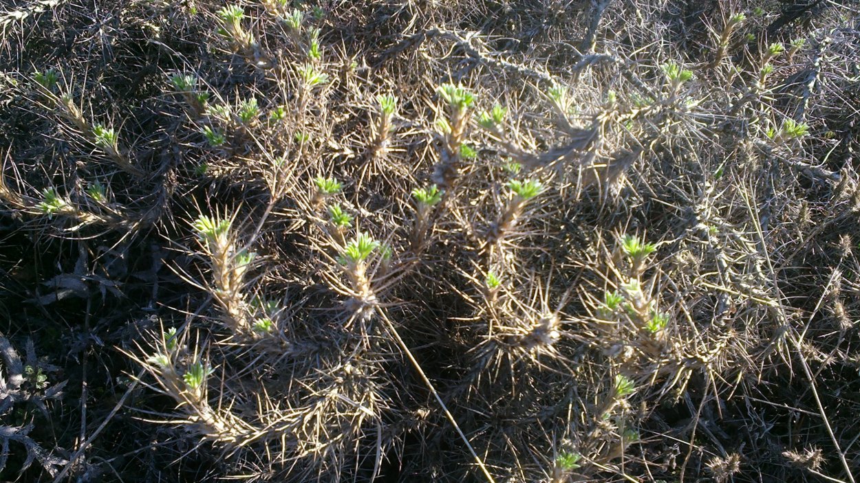 Астрагал горный колючий