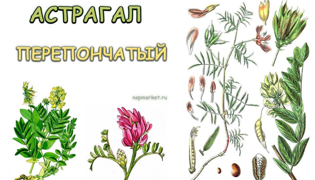 Астрагал колючий