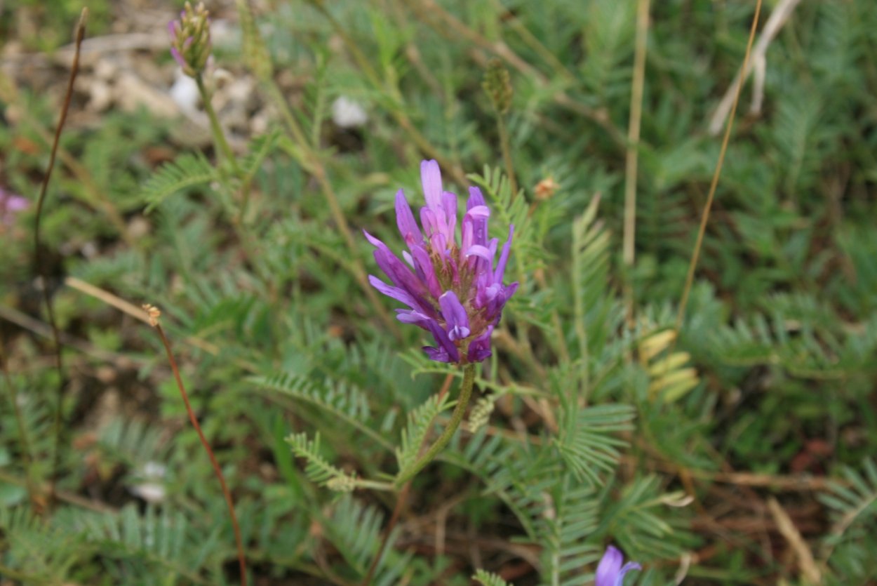 Астрагал Лисий Astragalus vulpinus