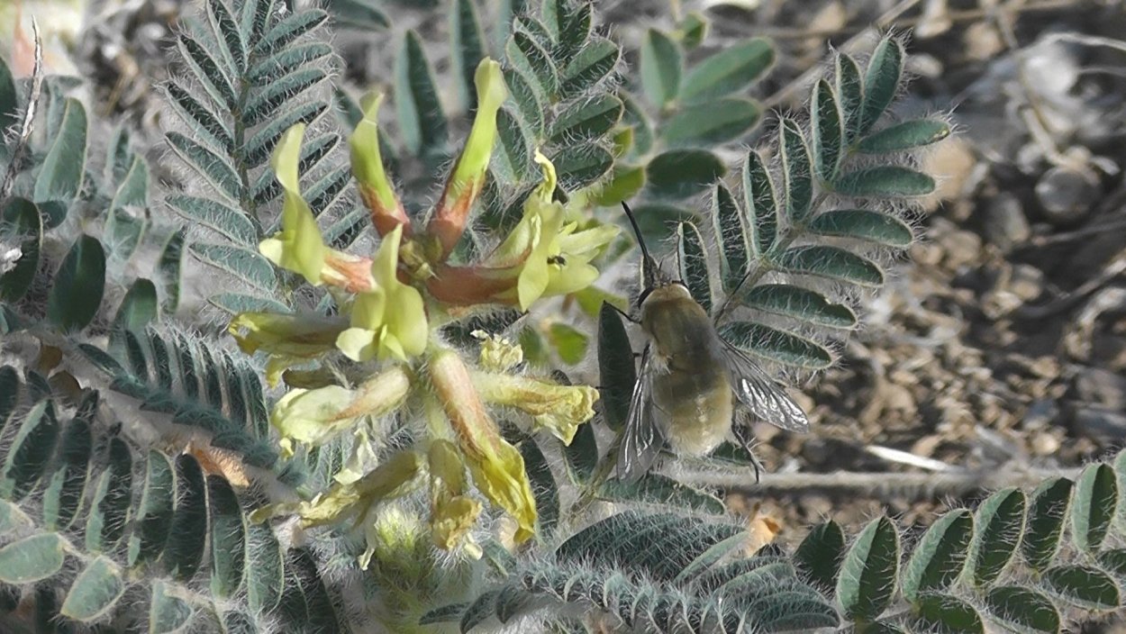 Астрагал шерстистый