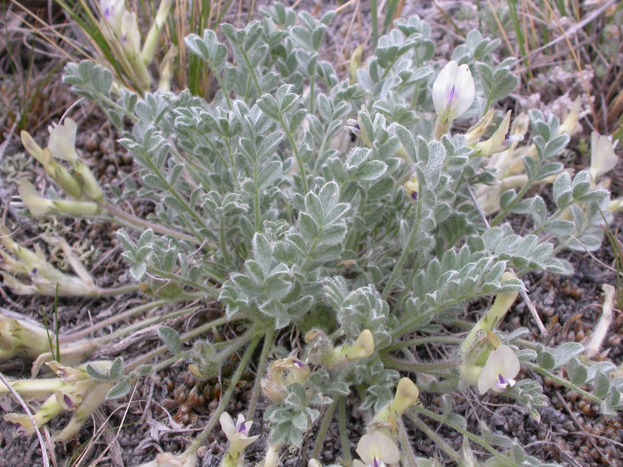 Астрагал якорцевый