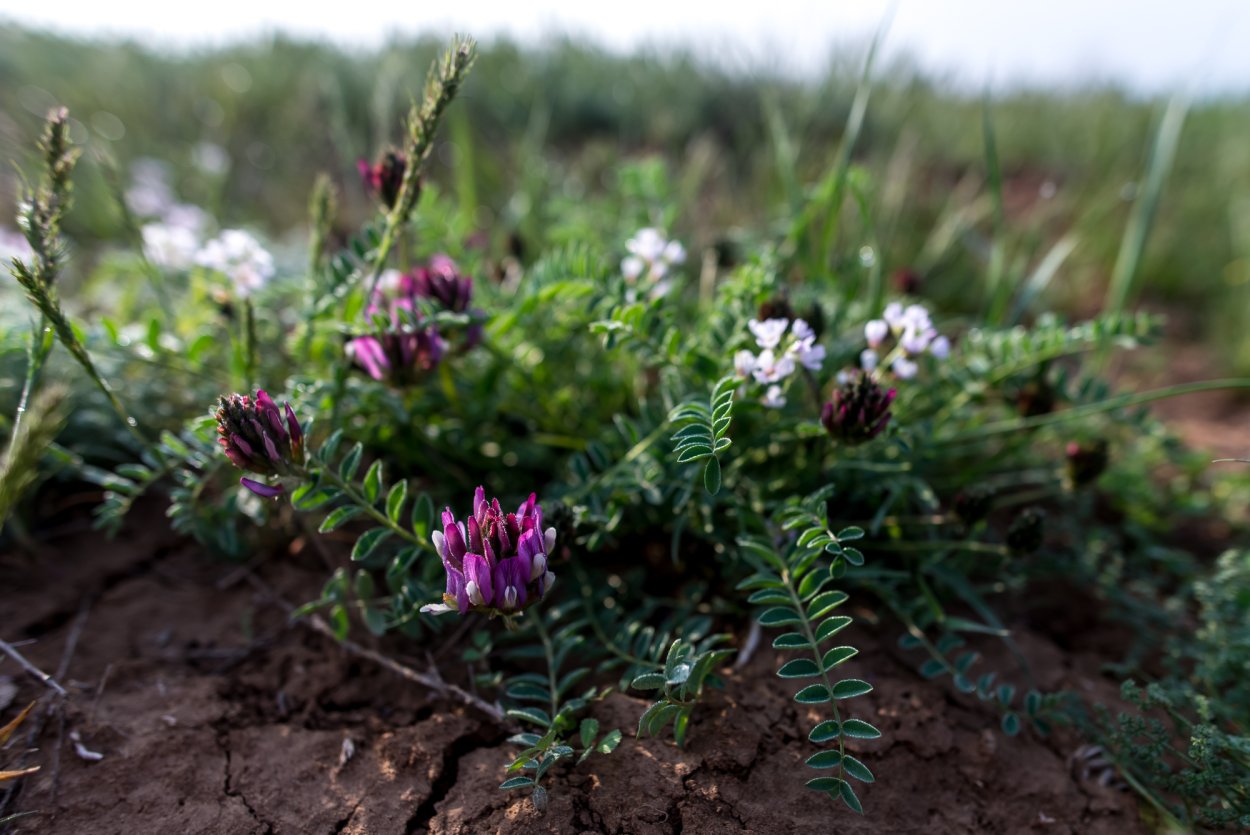Растения полупустынь Астраханской области
