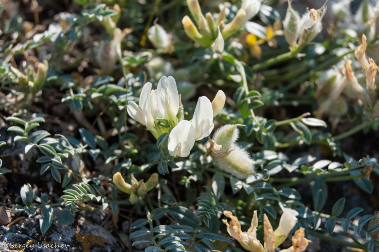 Копеечник крупноцветковый