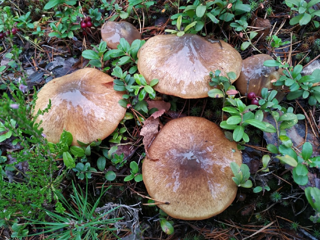 Чаудинский белый гриб