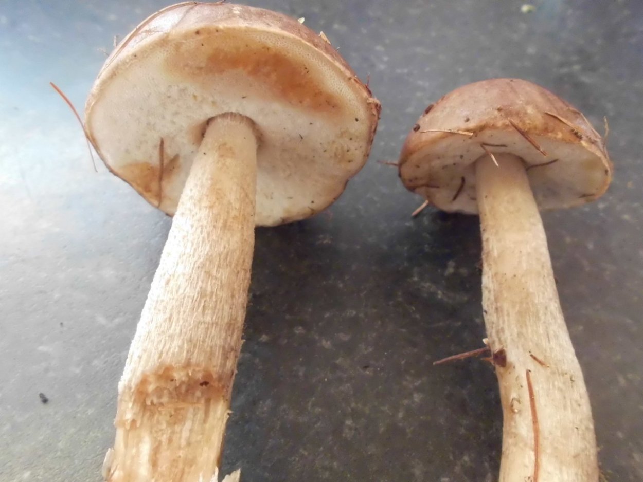 Подольховики гриб фото