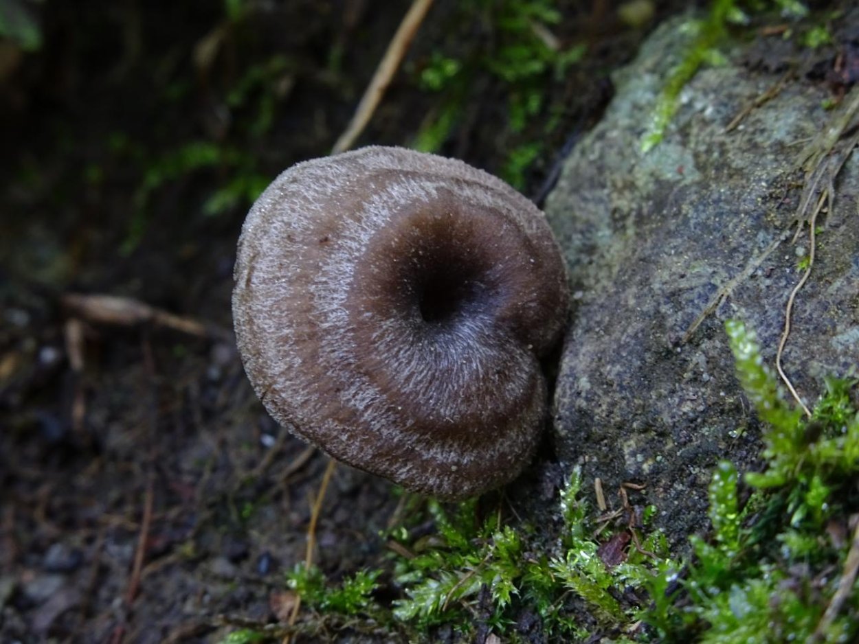 Буковый гриб