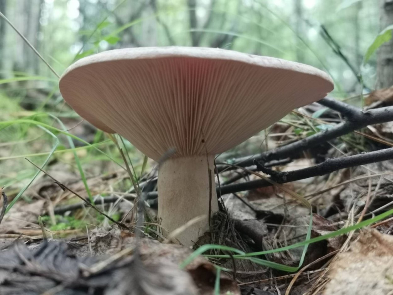 Млечник гриб Гладыш