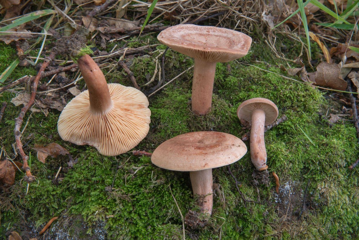 Млечник неедкий