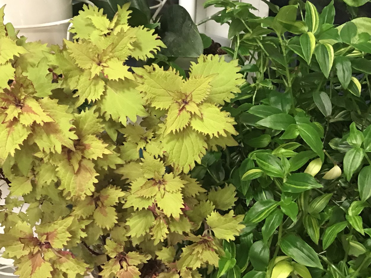 Колеус Голден Твист