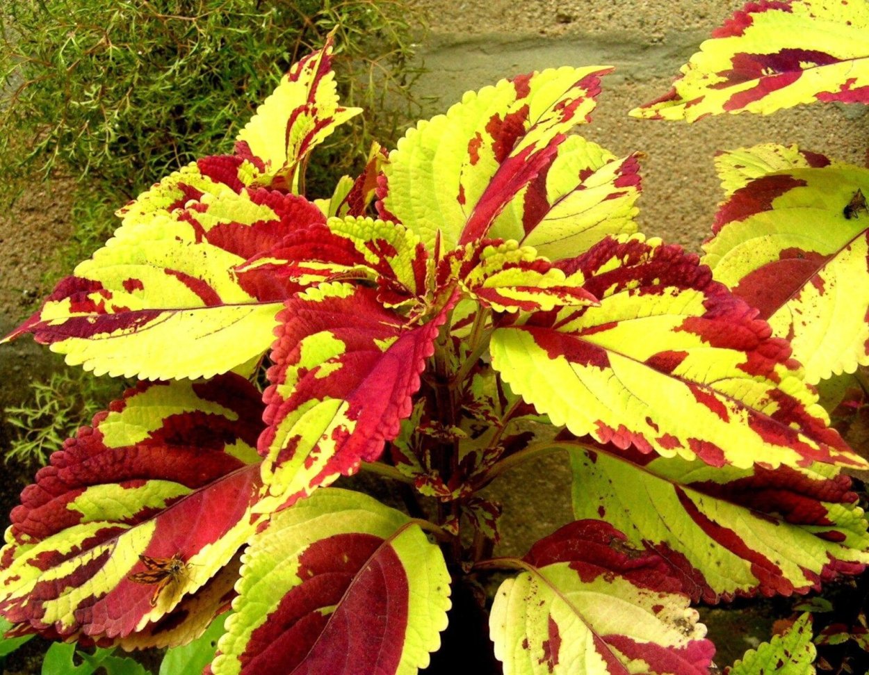 Колеус Блэк Бьюти