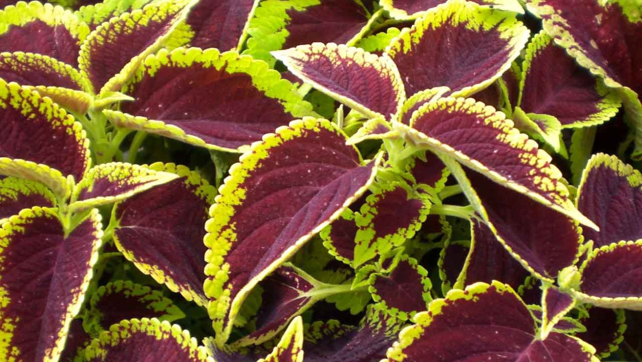 Колеус Блюме вечерняя Заря