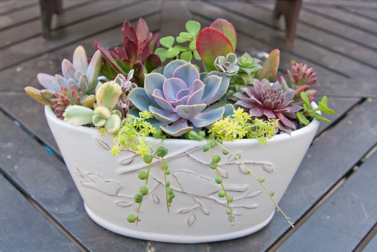 Горшок эхеверия 004080