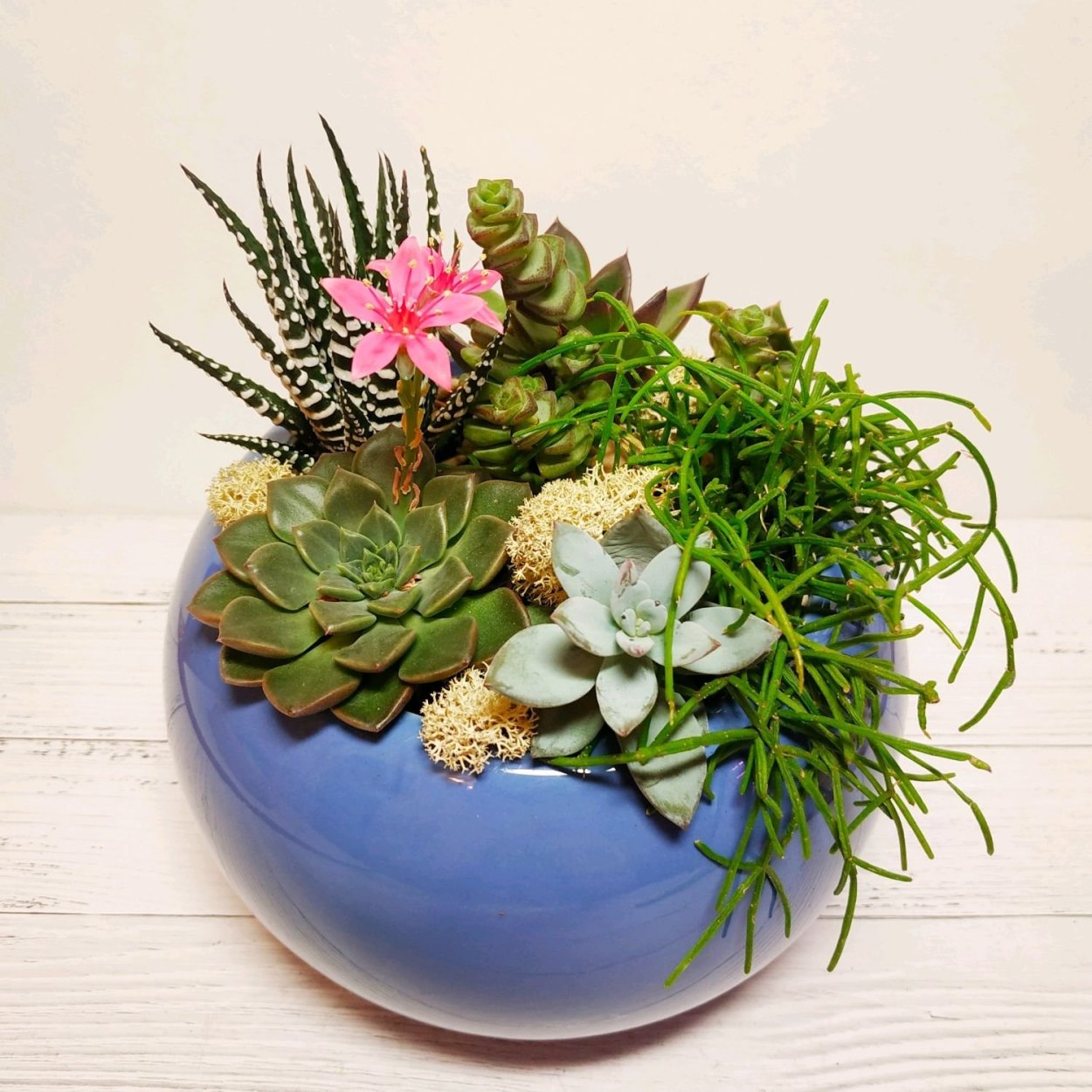 Суккулент Бамбино