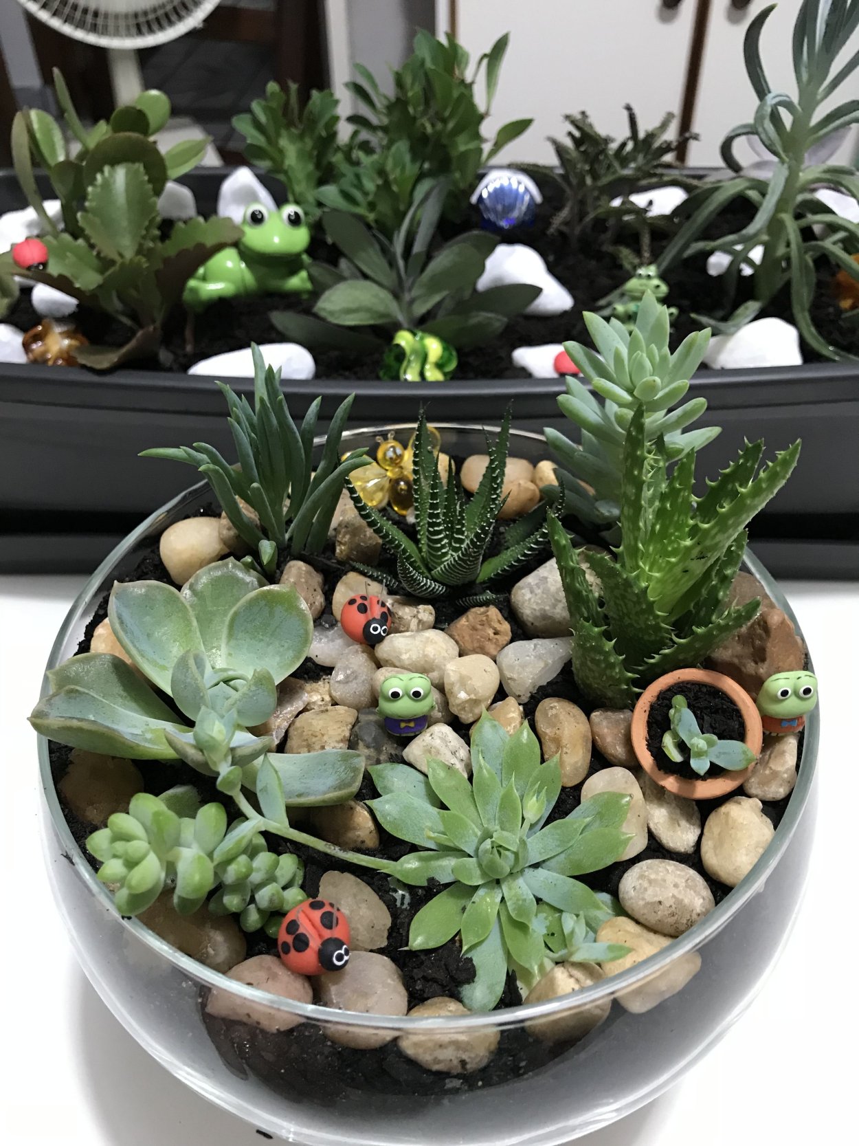 Суккуленты в одном горшке разные