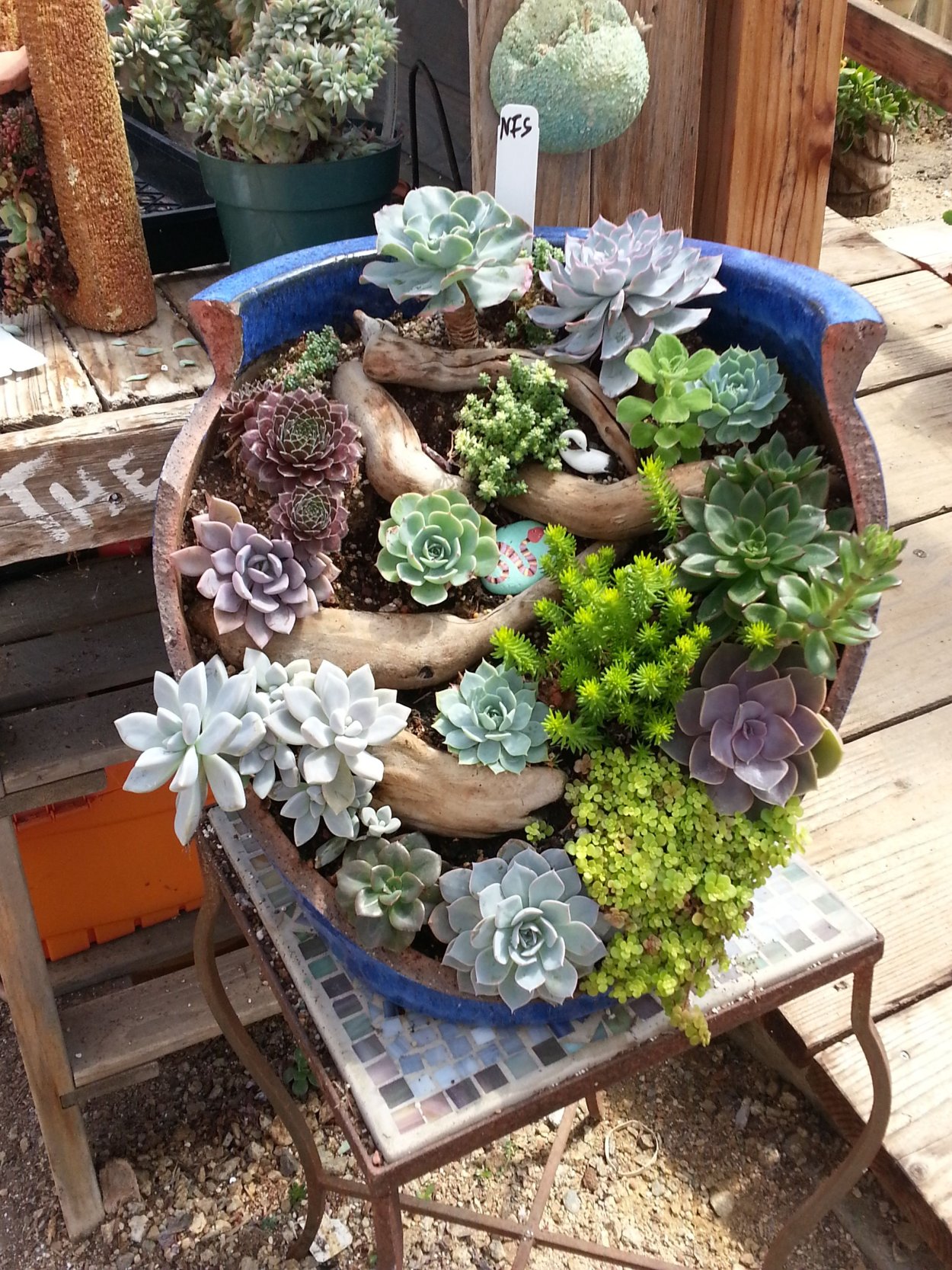 Композиции с суккулентами для сада