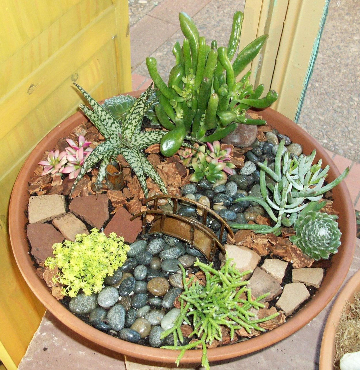 Тенелюбивые Суккуленты