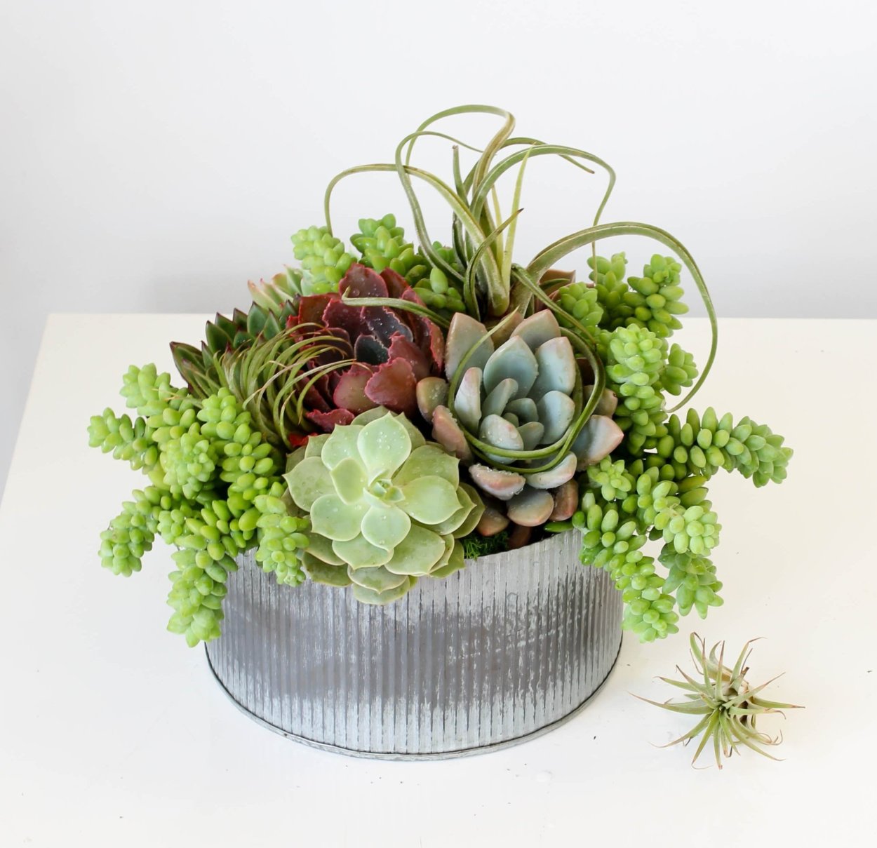 Суккуленты экибана