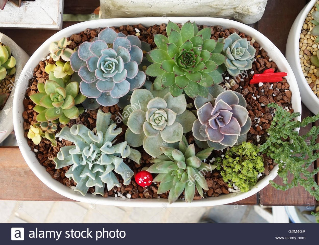 Эхеверия каменная роза композиция