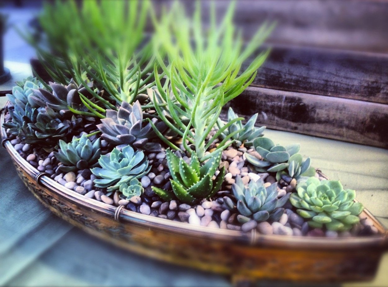 Мох иллинойский суккулент