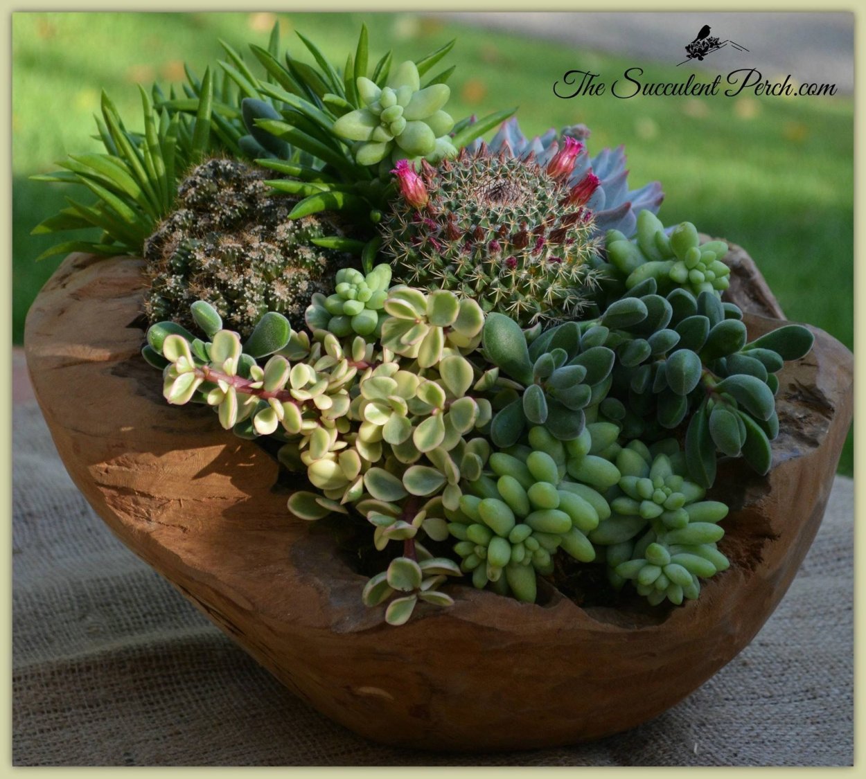 Дендрарий Суккуленты