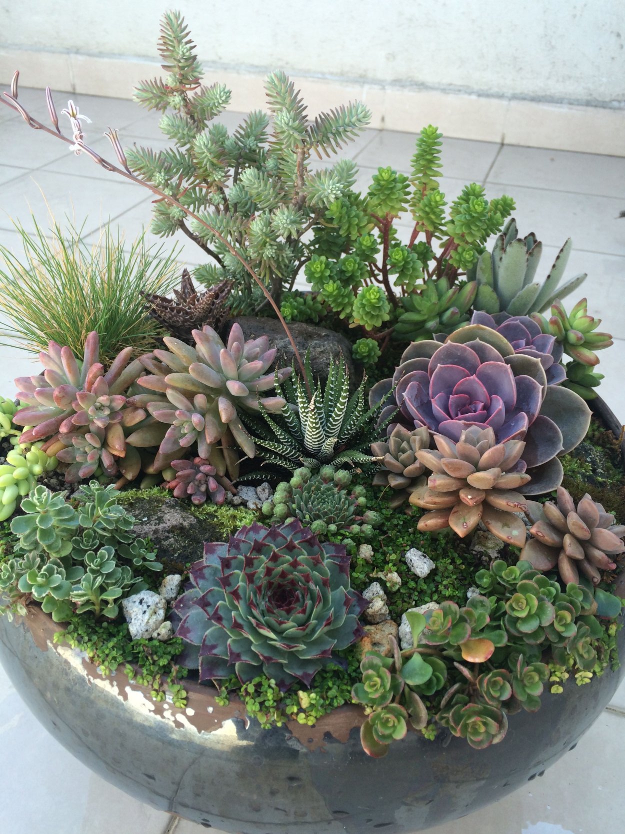 Суккуленты Пегу Ксено