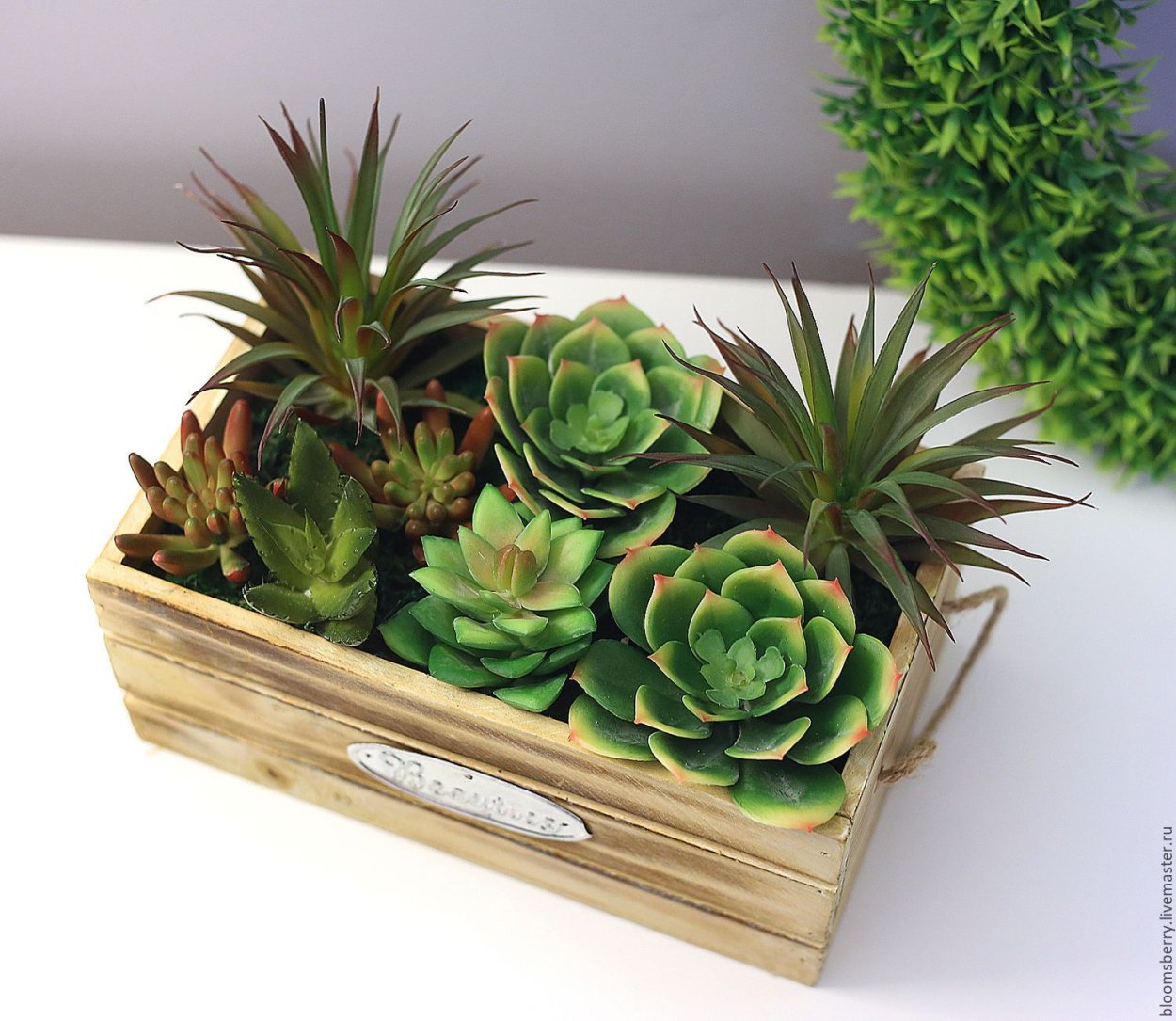 Плант микс d12