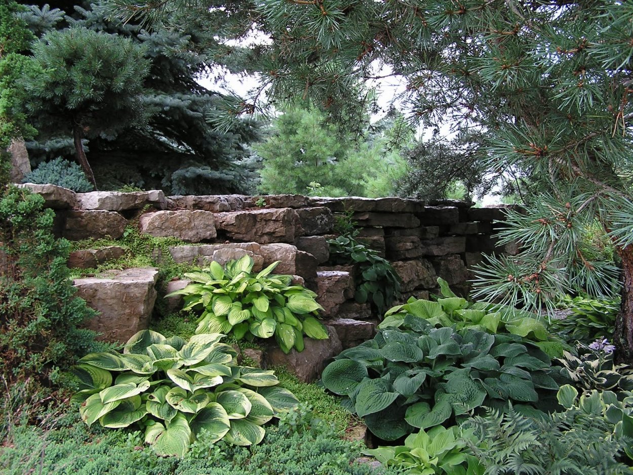 Хвойники хосты пруд